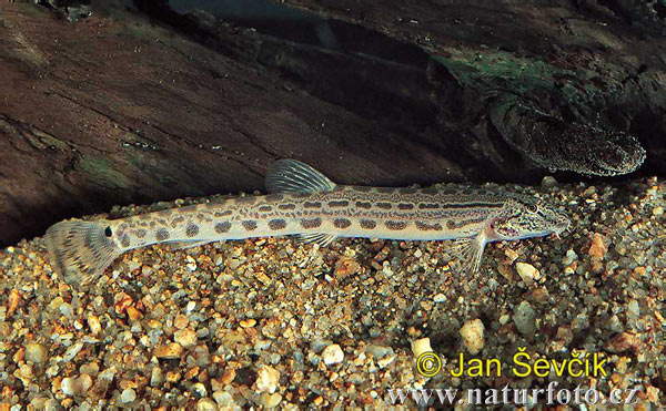 Pĺž podunajský európsky (Cobitis elongatoides)