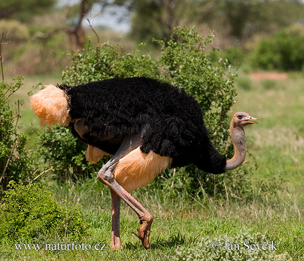 Pštros dvojprstý (Struthio camelus)