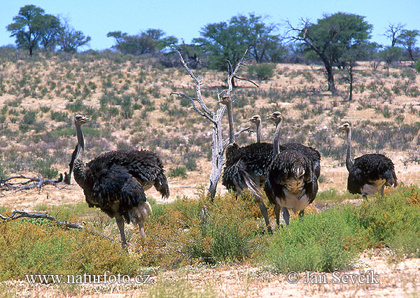 Pštros dvojprstý (Struthio camelus)