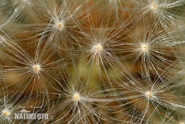 Púpava lekárska (Taraxacum officinale)