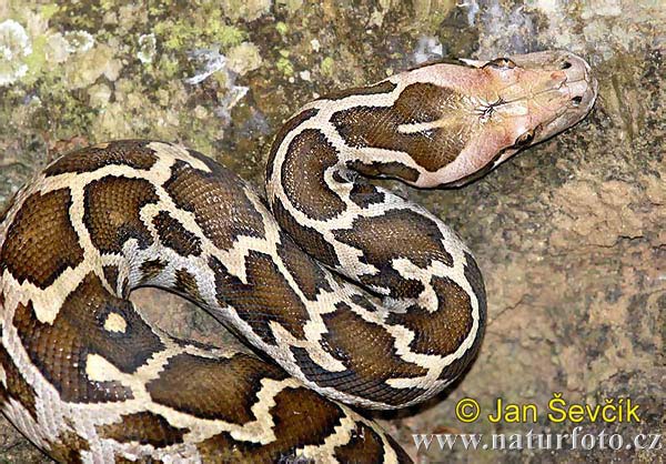 Pytón tigrovitý (Python molurus)