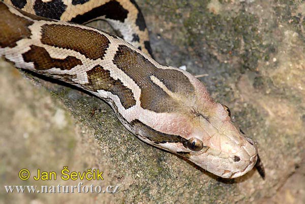 Pytón tigrovitý (Python molurus)