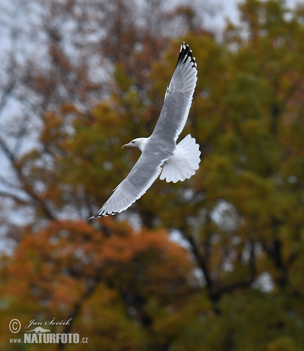 Racek bělohlavý (Larus cachinnans)