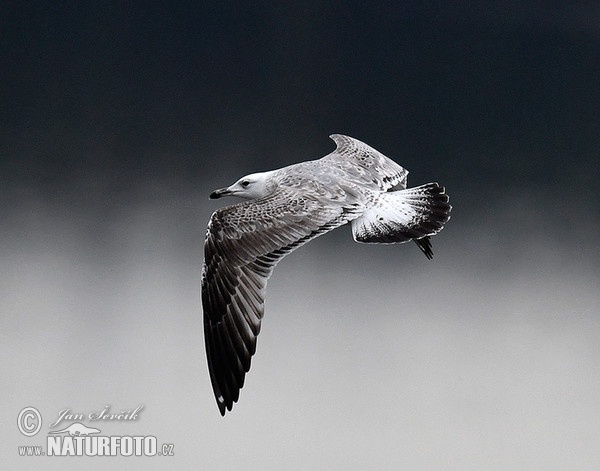 Racek bělohlavý (Larus cachinnans)