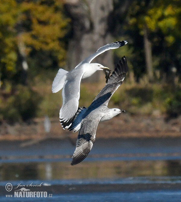 Racek bělohlavý (Larus cachinnans)