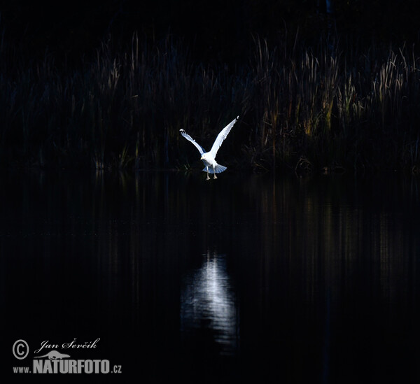 Racek bělohlavý (Larus cachinnans)