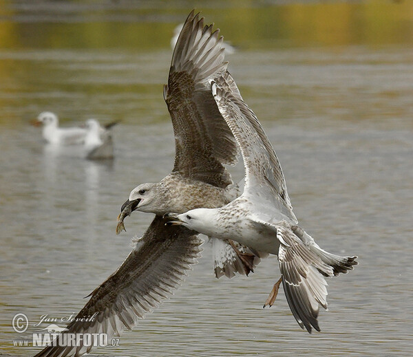 Racek bělohlavý (Larus cachinnans)