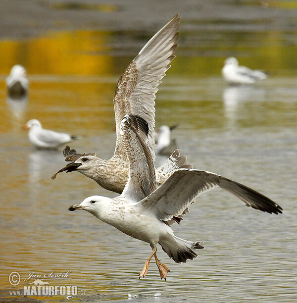 Racek bělohlavý (Larus cachinnans)