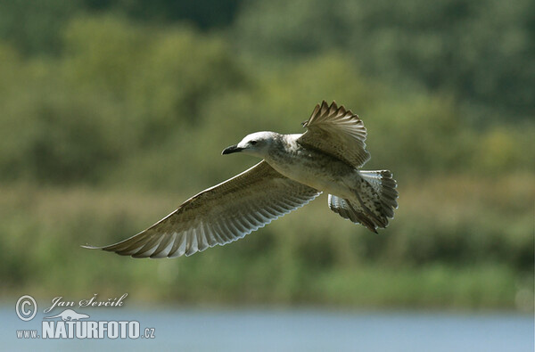 Racek bělohlavý (Larus cachinnans)