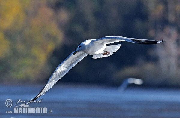 Racek bělohlavý (Larus cachinnans)