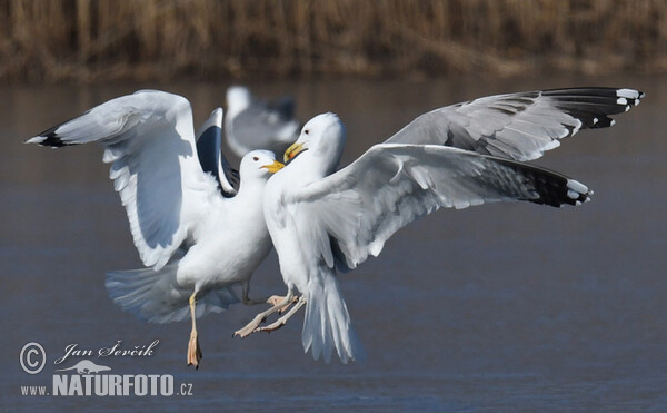 Racek bělohlavý (Larus cachinnans)
