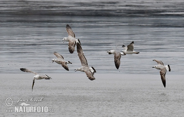 Racek bouřní (Larus canus)