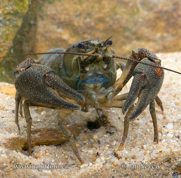 Rak riečny (Astacus astacus)