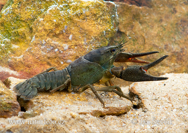 Rak riečny (Astacus astacus)