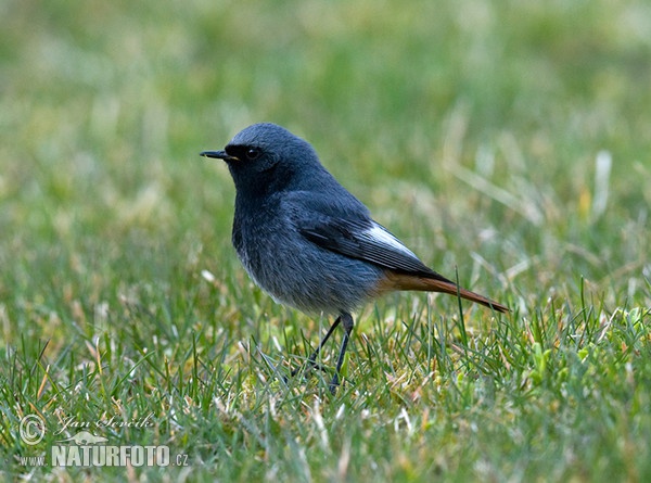 Rehek domácí (Phoenicurus ochruros)