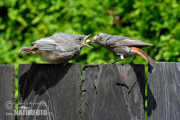 Rehek domácí (Phoenicurus ochruros)