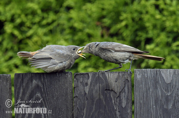 Rehek domácí (Phoenicurus ochruros)