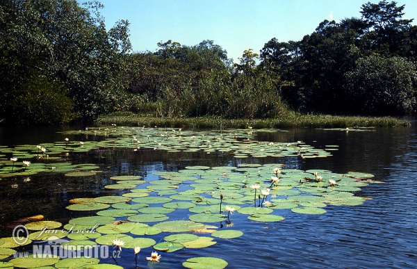 Rio Dulce (GCA)