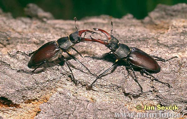 Roháč veľký (Lucanus cervus)