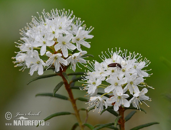 Rojovník bahenní (Ledum palustre)