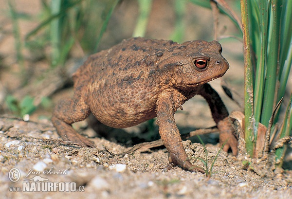 Ropucha bradavičnatá (Bufo bufo)