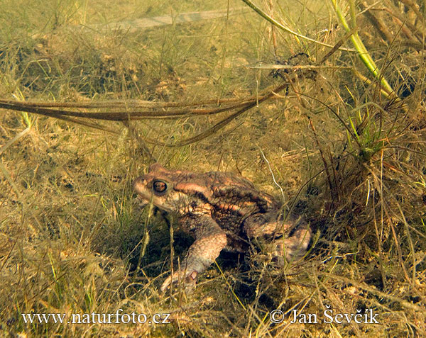 Ropucha bradavičnatá (Bufo bufo)