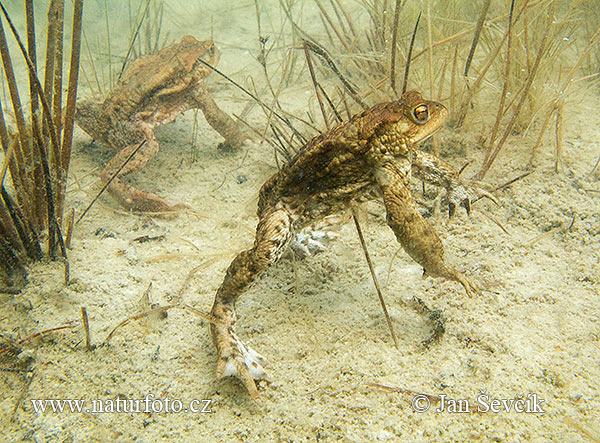 Ropucha bradavičnatá (Bufo bufo)