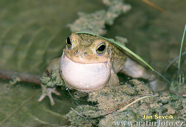 Ropucha zelená (Bufotes viridis)