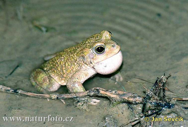 Ropucha zelená (Bufotes viridis)