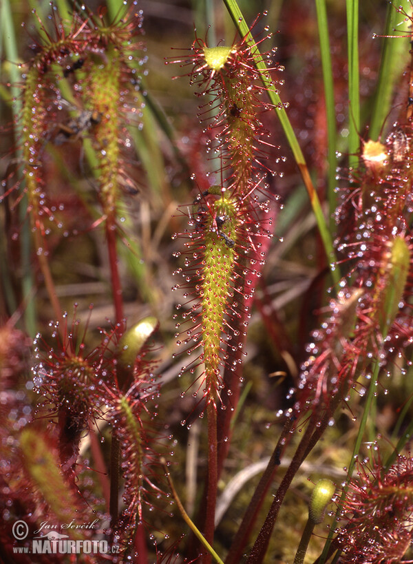 Rosička anglická (Drosera anglica)