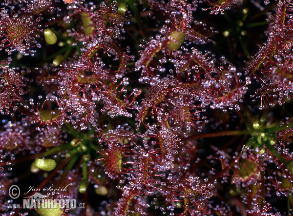 Rosička okrúhlolistá (Drosera rotundifolia)