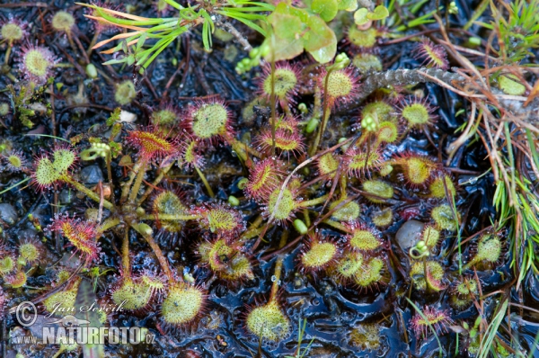 Rosička okrúhlolistá (Drosera rotundifolia)