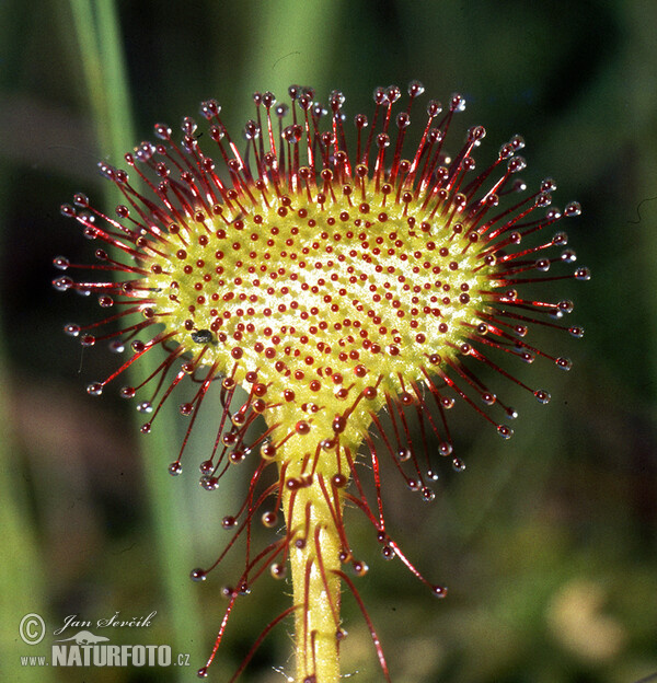 Rosička okrúhlolistá (Drosera rotundifolia)