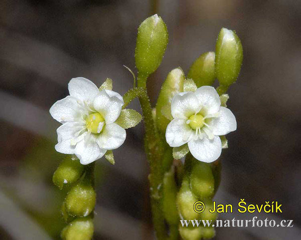 Rosička okrúhlolistá (Drosera rotundifolia)