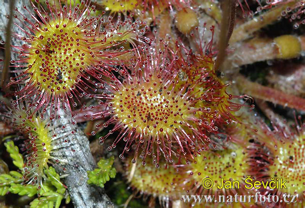 Rosička okrúhlolistá (Drosera rotundifolia)