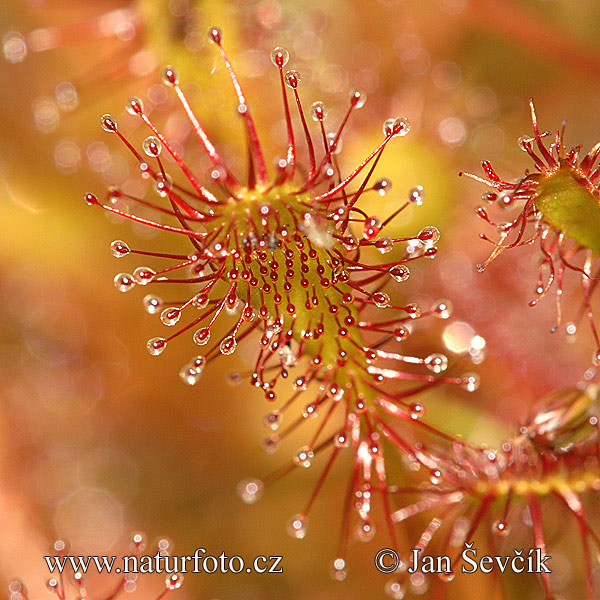 Rosička prostredná (Drosera intermedia)