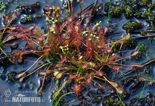 Rosička prostredná (Drosera intermedia)