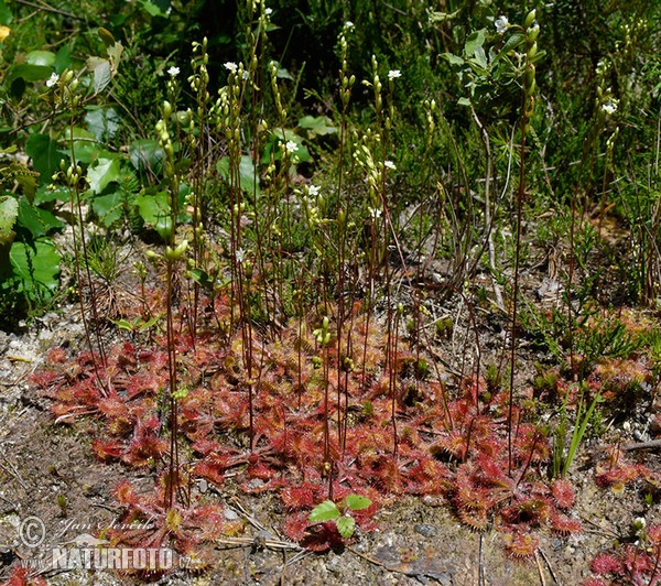 Rosnatka okrouhlolistá (Drosera rotundifolia)