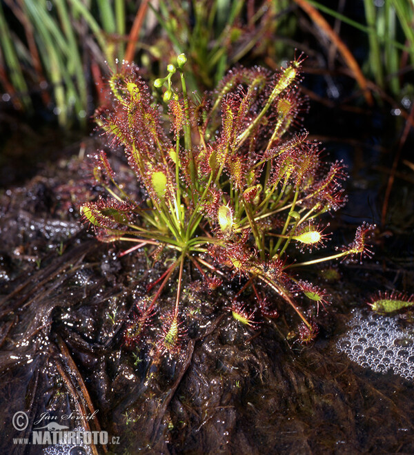 Rosnatka prostřední (Drosera intermedia)