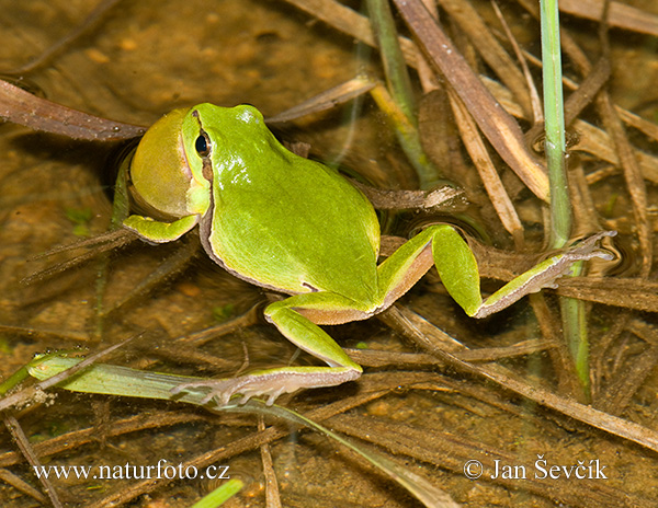 Rosnička zelená (Hyla arborea)