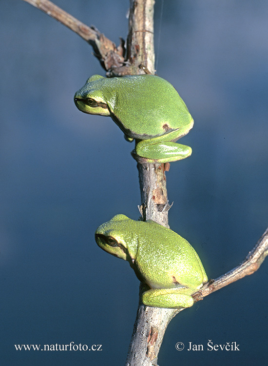 Rosnička zelená (Hyla arborea)