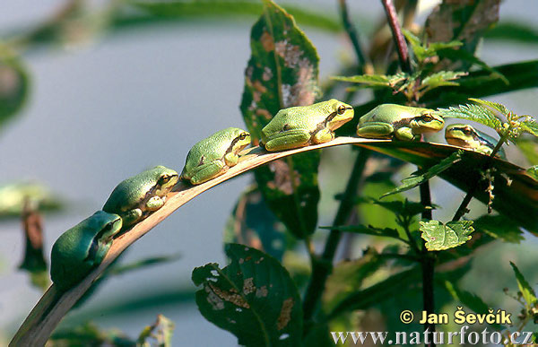 Rosnička zelená (Hyla arborea)