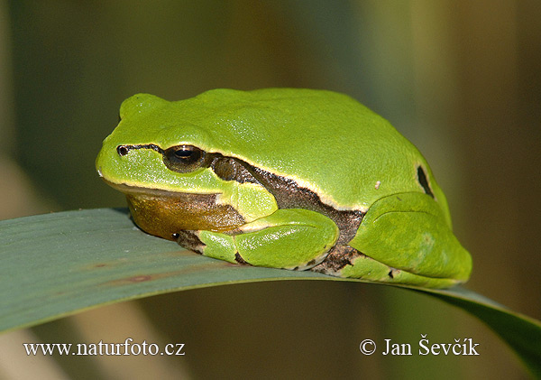 Rosnička zelená (Hyla arborea)