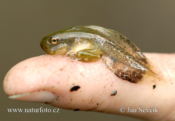 Rosnička zelená (Hyla arborea)