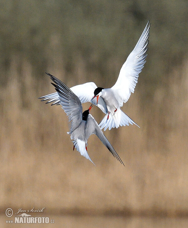 Rybák obecný (Sterna hirundo)