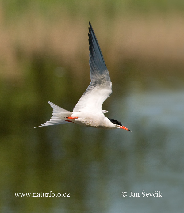 Rybár riečny (Sterna hirundo)