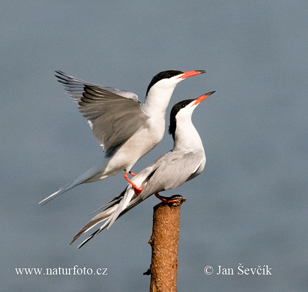 Rybár riečny (Sterna hirundo)