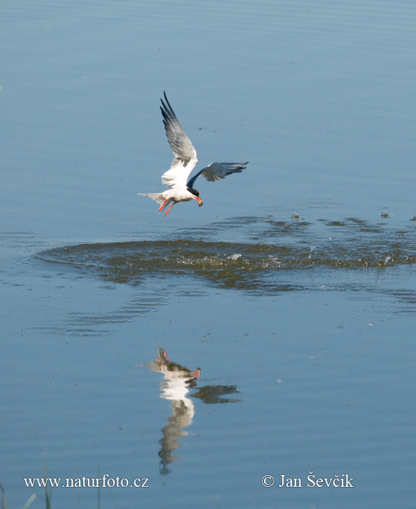 Rybár riečny (Sterna hirundo)