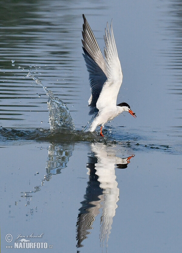 Rybár riečny (Sterna hirundo)