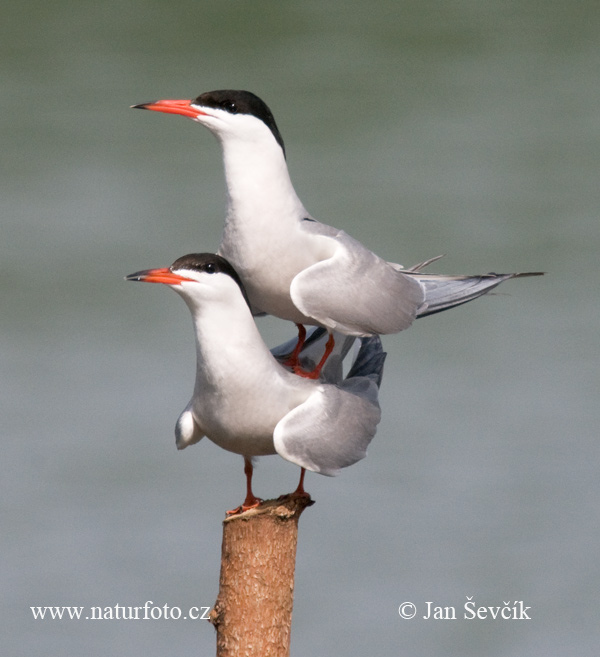 Rybár riečny (Sterna hirundo)